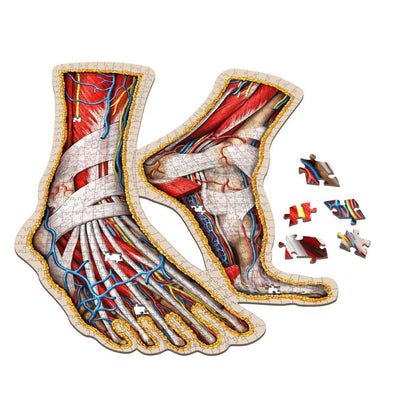 [Grade A] Dr. Livingston's Anatomy Jigsaw Puzzle: The Human Feet