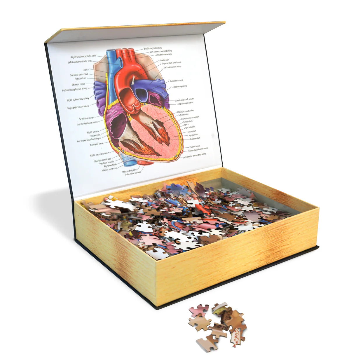 [Grade A] Dr. Livingston's Anatomy Jigsaw Puzzle: The Human Heart