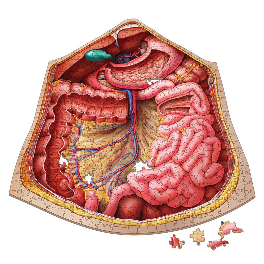 [Grade A] Dr. Livingston's Anatomy Jigsaw Puzzle: The Human Abdomen