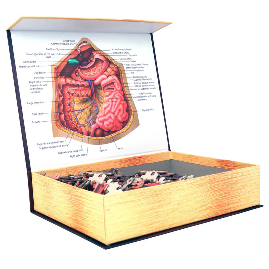 [Grade A] Dr. Livingston's Anatomy Jigsaw Puzzle: The Human Abdomen