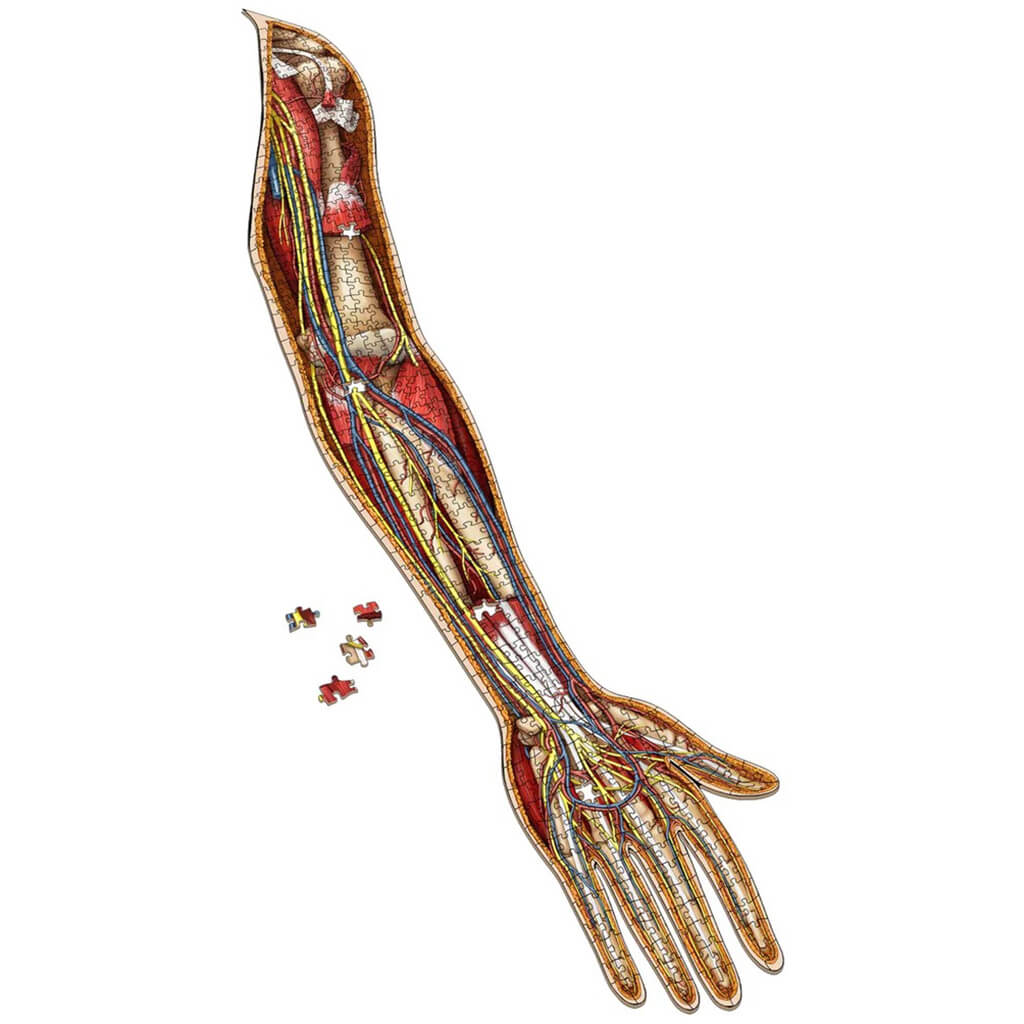 [Grade A] Dr. Livingston's Anatomy Jigsaw Puzzle: The Human Left Arm