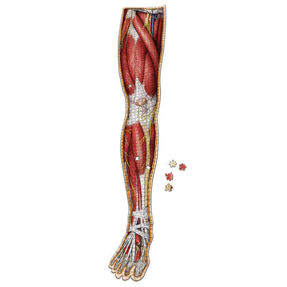 [Grade A] Dr. Livingston's Anatomy Jigsaw Puzzle: The Human Right Leg