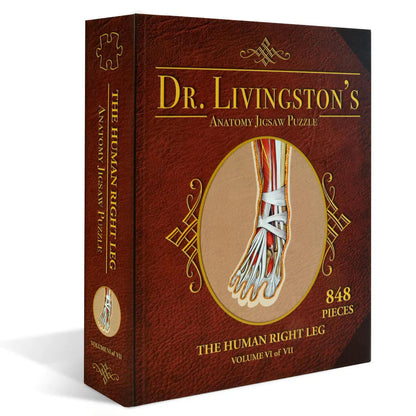 [Grade A] Dr. Livingston's Anatomy Jigsaw Puzzle: The Human Right Leg