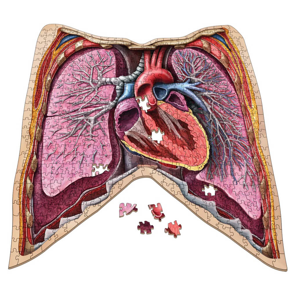 [Grade A] Dr. Livingston's Anatomy Jigsaw Puzzle: The Human Thorax