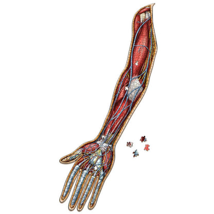 [Grade A] Dr. Livingston's Anatomy Jigsaw Puzzle: The Human Right Arm