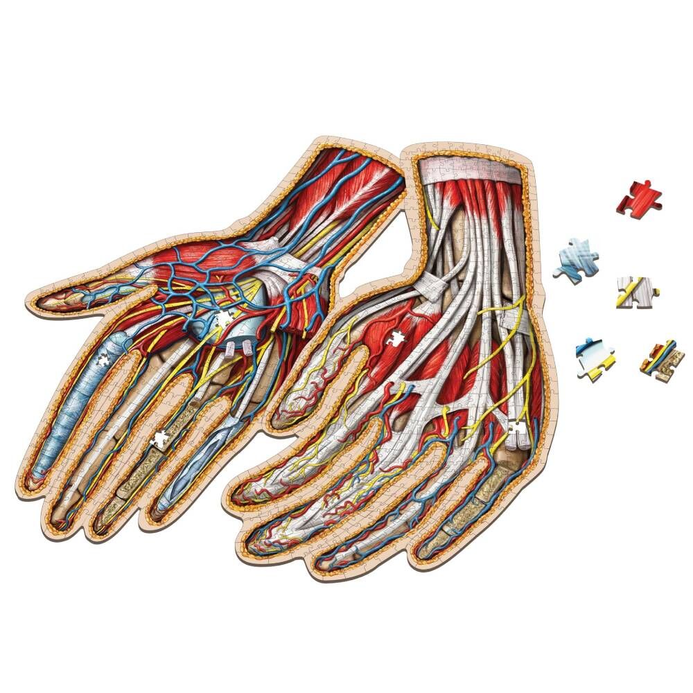 [Grade A] Dr. Livingston's Anatomy Jigsaw Puzzle: The Human Hands