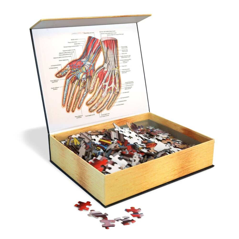 [Grade A] Dr. Livingston's Anatomy Jigsaw Puzzle: The Human Hands