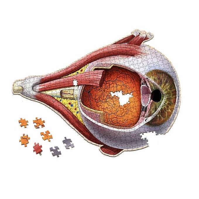 [Grade A] Dr. Livingston's Anatomy Jigsaw Puzzle: The Human Eye