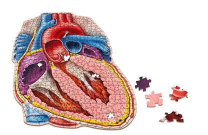 [Grade A] Dr. Livingston's Anatomy Jigsaw Puzzle: The Human Heart