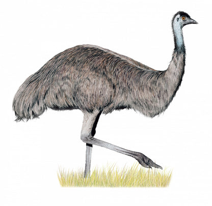 [Grade A] Wingspan Oceania Expansion